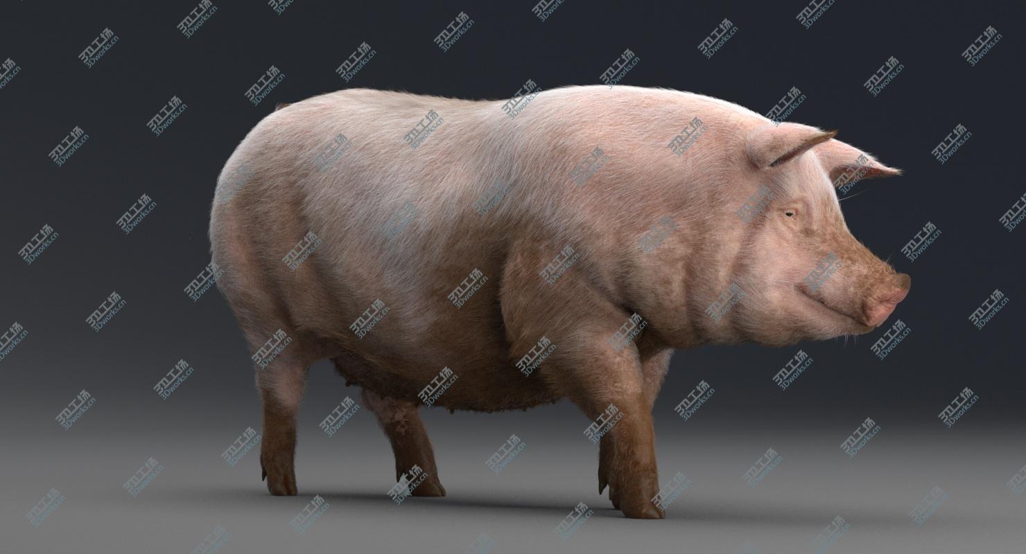 images/goods_img/202104023/Pig Rigged 3D model/1.jpg